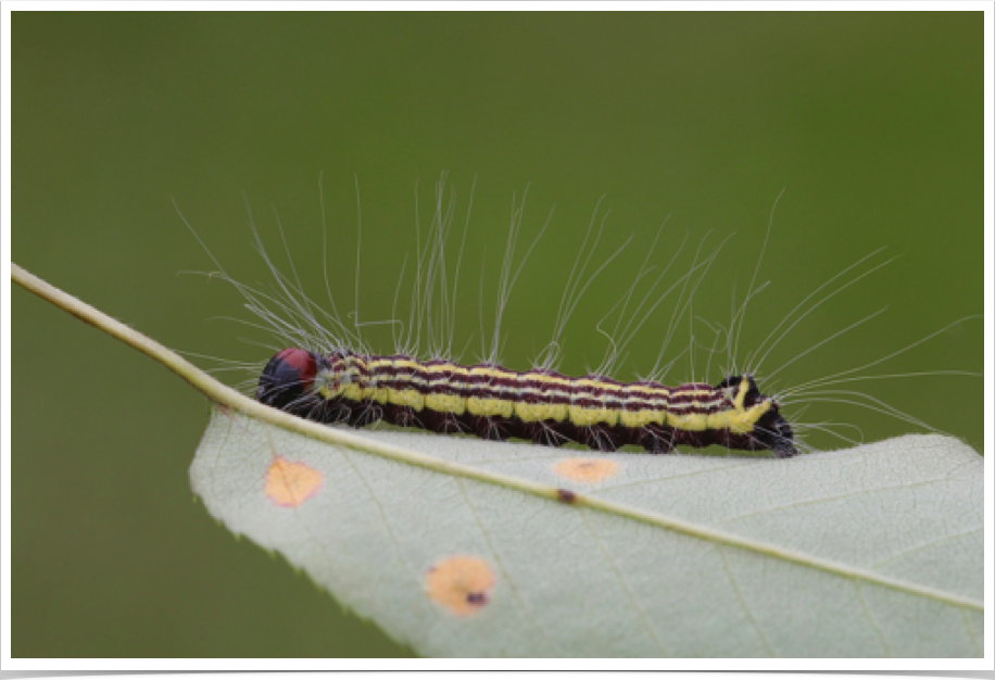 Acronicta radcliffei
Radcliffe's Dagger
Bibb County, Alabama